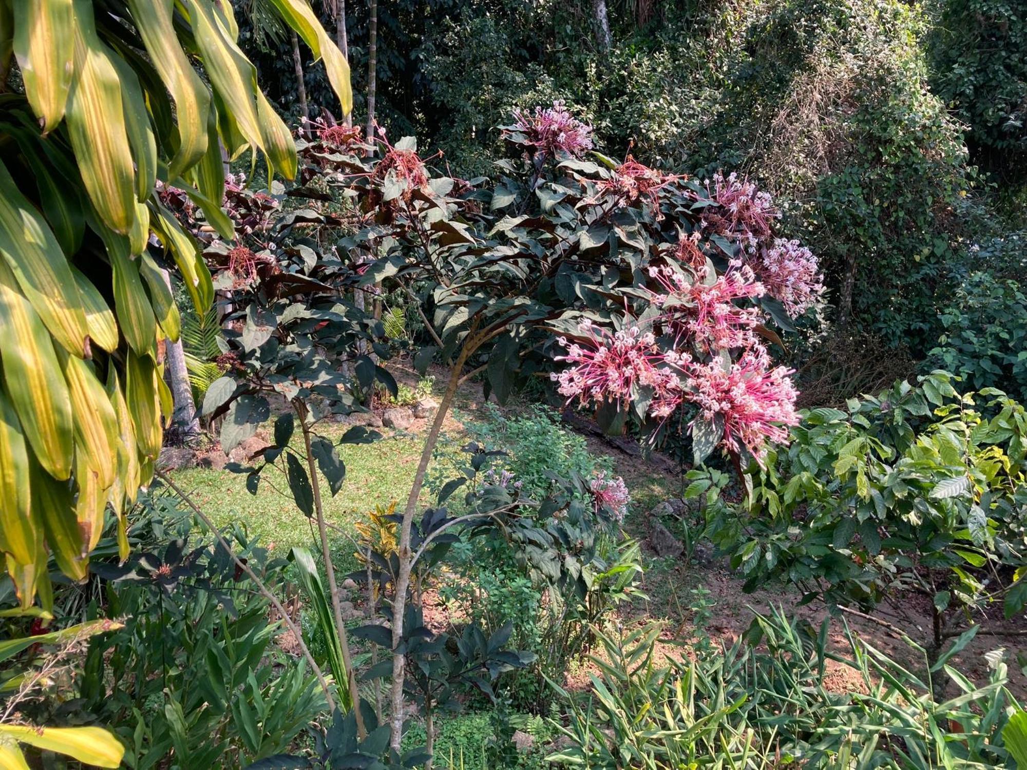 Casa Arariba - Ilha Grande - 格兰德岛 外观 照片